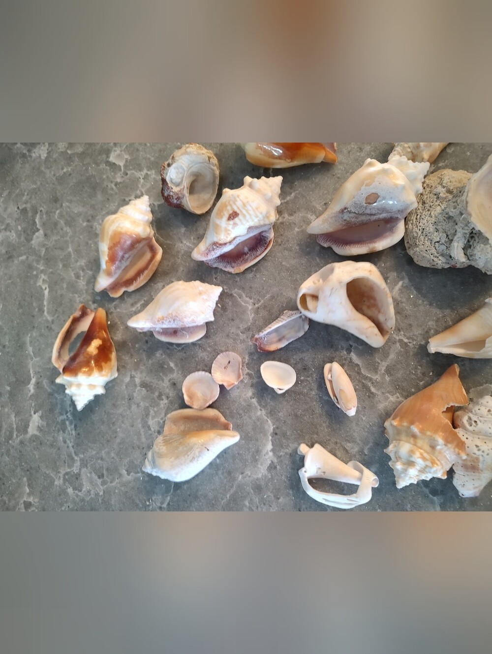 Unique Shells about 15 - Picture 2 of 11
